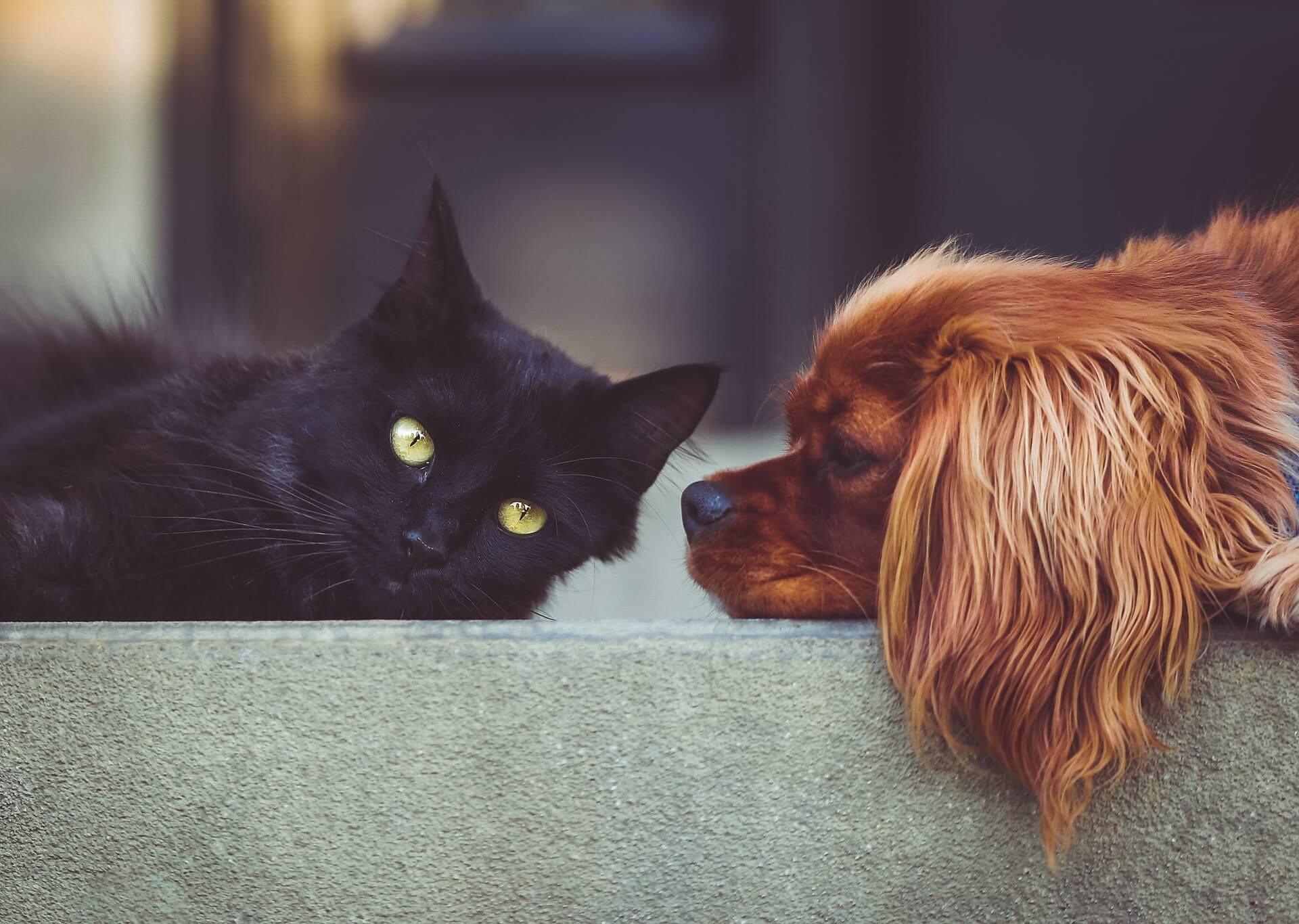problemas com animais do vizinho 2 - imagem de um gato preto com olhos amarelos e um cão marrom ao seu lado direto, ambos sobre um sofá cinza