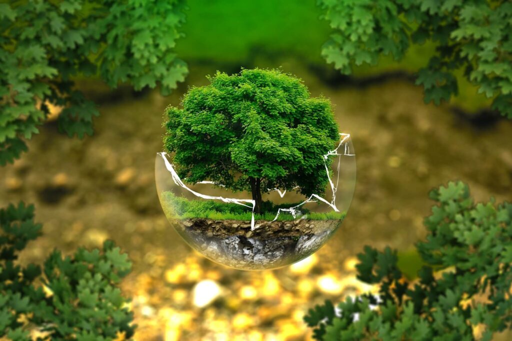 selo verde 1 - Imagem de uma pequena árvore plantada em um vaso de vidro quebrado.
