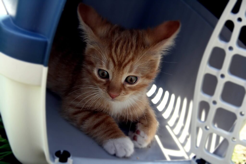 Transporte aéreo de animais 1 - Imagem de um gatinho laranja dentro de uma caixinha de transporte azul